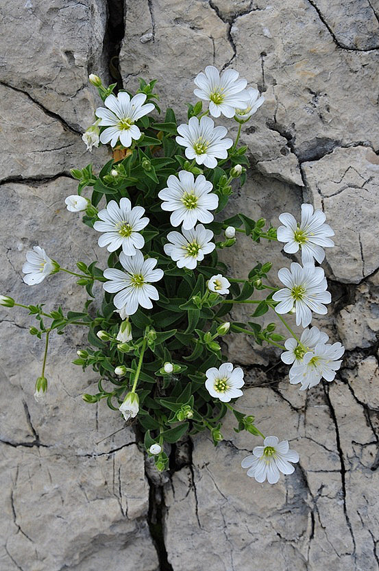 坚韧的花 #小清新#