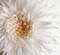美丽的皱纹纸花图片 手工皱纹纸花朵作品欣赏 -  www.shougongdi.com