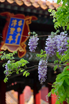 雨馨静雪采集到长亭外 古道边  芳草碧连天