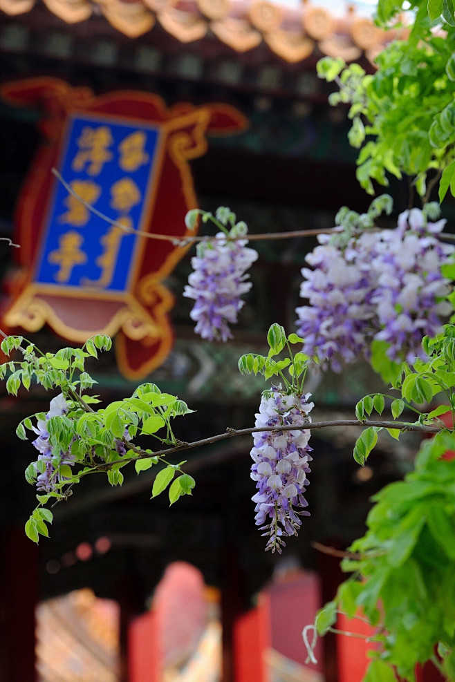 故宫花事｜紫藤挂云木，花蔓宜阳春