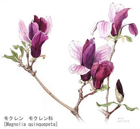 紫玉兰
