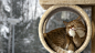 General 1920x1080 animals cat pet kittens baby animals nature trees snow