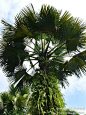 热带植物面面观——西双版纳(十六) 多图, 昆仑之巅峰旅游攻略