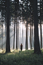 迷失在森林中 Lost in the Forest. Johannes Hulsch