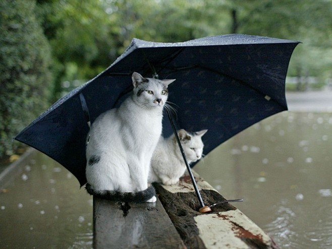 街角流浪猫图片