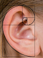 耳朵的结构与画法