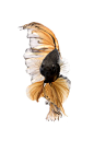 Autumn Leaves - Capture the moving moment of yellow siamese fighting fish isolated on white background. Betta fish