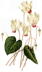 国外手绘植物花朵大全图片 
尺寸：1291x2200 
图片编号：11104-299055