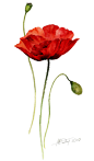 Le coquelicot