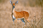 Steenbok by JH Atala on 500px #美景#