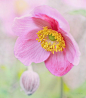 ~~Japanese Anemone by OpalFire~~