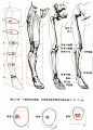 【一些人体躯干及四肢形体（骨骼）结构】，​​​​练起来！  #绘画学习# ​​​​