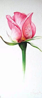 画一朵彩铅玫瑰花