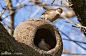 阿根廷国鸟：棕灶鸟 

生活在南美洲地区的小鸟。 #国鸟#