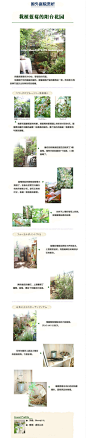 【2009年12月刊】栽植蓝莓的阳台花园 - 淘帮派 - 消费者门户 - 淘宝网