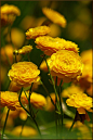 花毛茛
学名: Ranunculus asiaticus