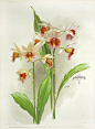 Reichenbachia Orchid Prints 1888-1894