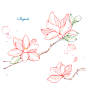 彩绘木兰花背景矢量素材，素材格式：AI，素材关键词：矢量植物,木兰花