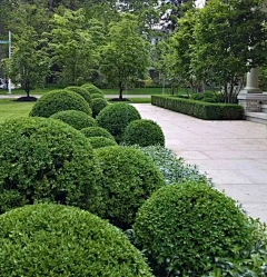 一九一魏采集到植物球组团