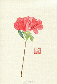 小鱼儿悠然采集到手绘画1（花卉）