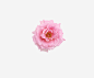 牡丹花朵高清素材 牡丹 粉色 花卉 花朵 免抠png 设计图片 免费下载