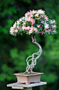 beautiful blooming bonsai