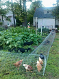 How to Build a DIY Backyard Chicken Tunnel: 