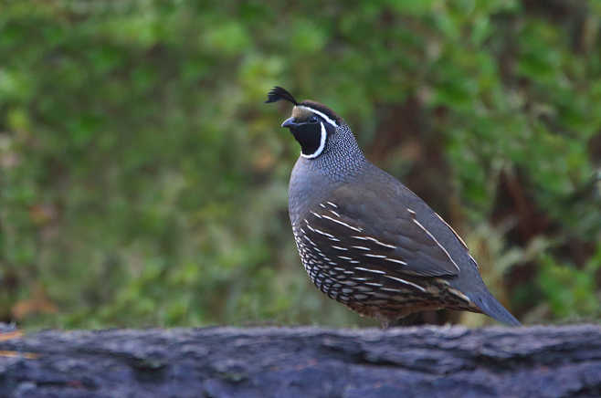 珠颈翎鹑 Callipepla cali...