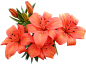 lilium_PNG17.png (1514×1120) _PNG-鲜花植物类_T2020911 #率叶插件，让花瓣网更好用_http://ly.jiuxihuan.net/?yqr=14730139#