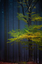 绿色和黄色的树叶树枝发亮喜欢在秋季多雾林中的灯塔。 