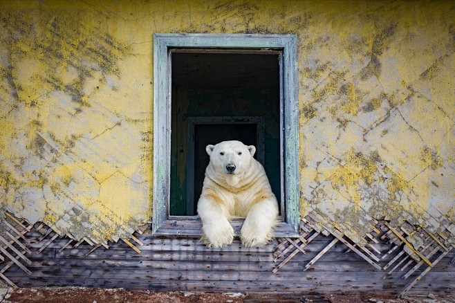 占领废弃气象站的北极熊 Dmitry K...