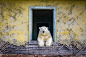 占领废弃气象站的北极熊 Dmitry Kokh 