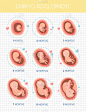 胚胎,生物学,超声波,健康保健,药,月,人类母体内发育阶段,儿童,胎盘,绘画插图