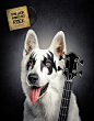 O melhor amigo do rock - Special Dog : Campanha para o Dia mundial do Rock - Special Dog