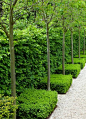 景观绿篱植物设计图集丨绿墙模纹花坛/法式园林花园/植物树木修剪迷宫