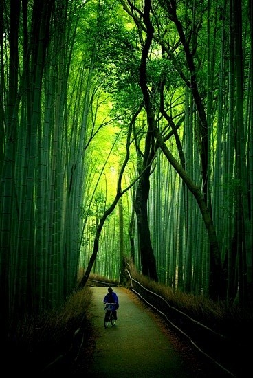  The Bamboo Forest a...