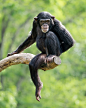 Chimpanzee XXIII by Abeselom Zerit on 500px