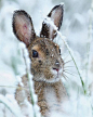Rabbit in Winter