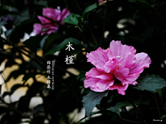 encourse、采集到A景观—参考/植物常识