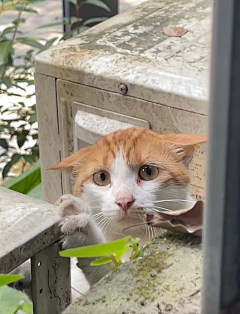 猫の猫采集到喵星人