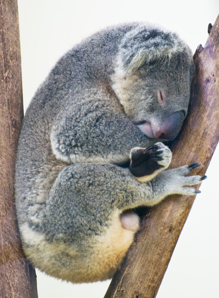 058d998a1a588a30ba5bacf88b084b506e0865103eb31-DxMEqL