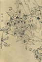 白描花鸟图 梨花-紫砂素材-中国紫砂艺术网