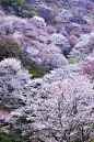 Mount.Yoshino, Nara, Japan(by hirotie)。日本奈良县吉野山以樱花而闻名，有日本第一之誉，春天来时，粉红色的樱花开满山野，被称为“吉野千本樱”。从山脚到山顶遍植樱树，春来樱花满山。以樱花盛开而闻名的吉野山，被分为四个部分，到每年的4月份，樱花按“山麓千棵”、“山腰千棵”、“山上千棵”、“山里千棵”的顺序依次盛开，场面壮观。秋季的红枫叶、冬季被白色笼罩的景色也是美丽非凡。 #日本# #街景#