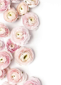 Favorite Blooms (These pretty pink ranunculus, shot by Shay Cochrane): 