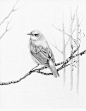Hey, I found this really awesome Etsy listing at https://www.etsy.com/listing/159533779/bird-drawing-pencil-drawing-giclee-fine: 