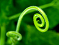 General 1600x1200 nature plants spiral macro