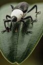 typhlonectes:

ronbeckdesigns:

Black and White Weevil (by Andre de Kesel)


This
 peculiar weevil (Cercidocerus albicollis (Olivier), Curculionidae; 
ID-credit : Dr. M.L. Chamorro) is often seen in small clearings in the 
dense forest (DR Congo, Yangambi