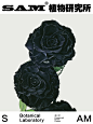 永生黑玫瑰｜Preserved Fresh Black Rose
Preserved Fresh Black Rose
-
永生黑玫瑰是永不凋谢的鲜花，寓意无尽的爱和不减的浪漫。