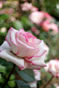 Rose,Minuette 玫瑰，微浪