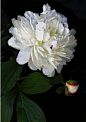 【美国缅因州艺术家和摄影师Kari Herer 摄影作品欣赏】—— “Dark Botanical”
一组关于牡丹花的作品，Kari Herer柔软又异想天开的艺术风格把牡丹花的美描绘了出来，色彩细腻而淡雅。